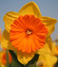 Daffodil Scarlet Gem Yellow Bulb