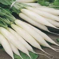 Radish Japani White Vegetable Seeds