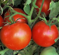 Tomato Ped Vegetable Seeds