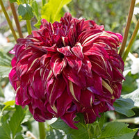 Bohemian Spartacus Dahlia