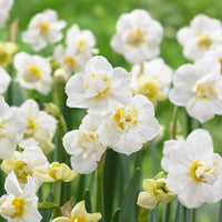 Cheerfulness – Narcissus