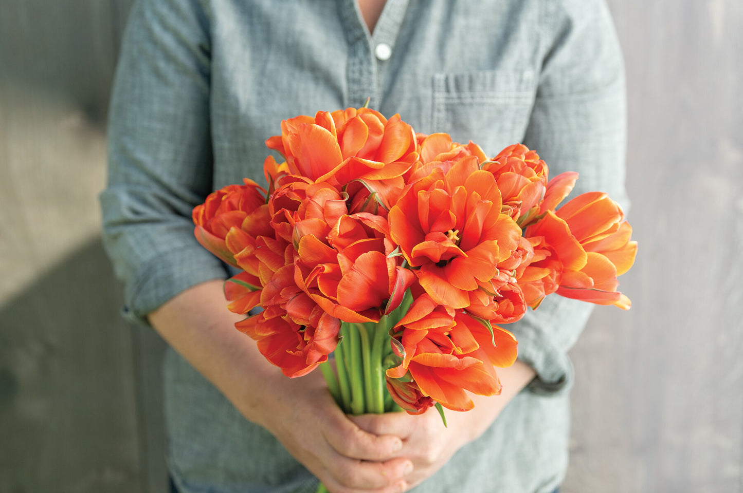 Queensday – Tulip