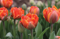 Queensday – Tulip