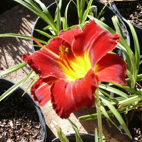 Mesmerizer Reblooming Daylily