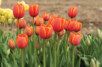 World’s Favorite – Tulip