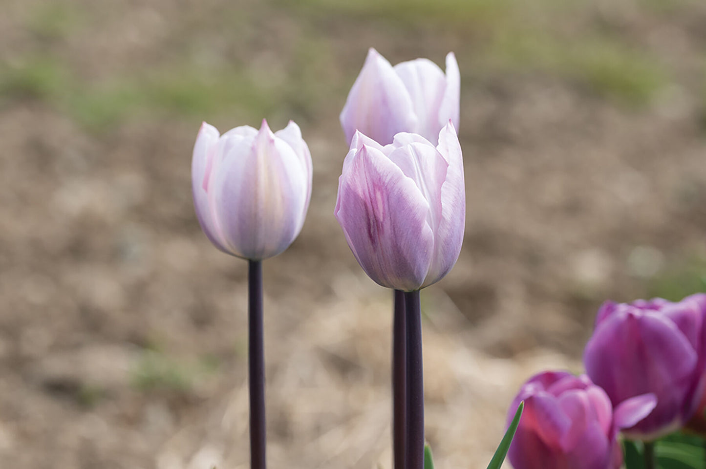 Silver Cloud – Tulip