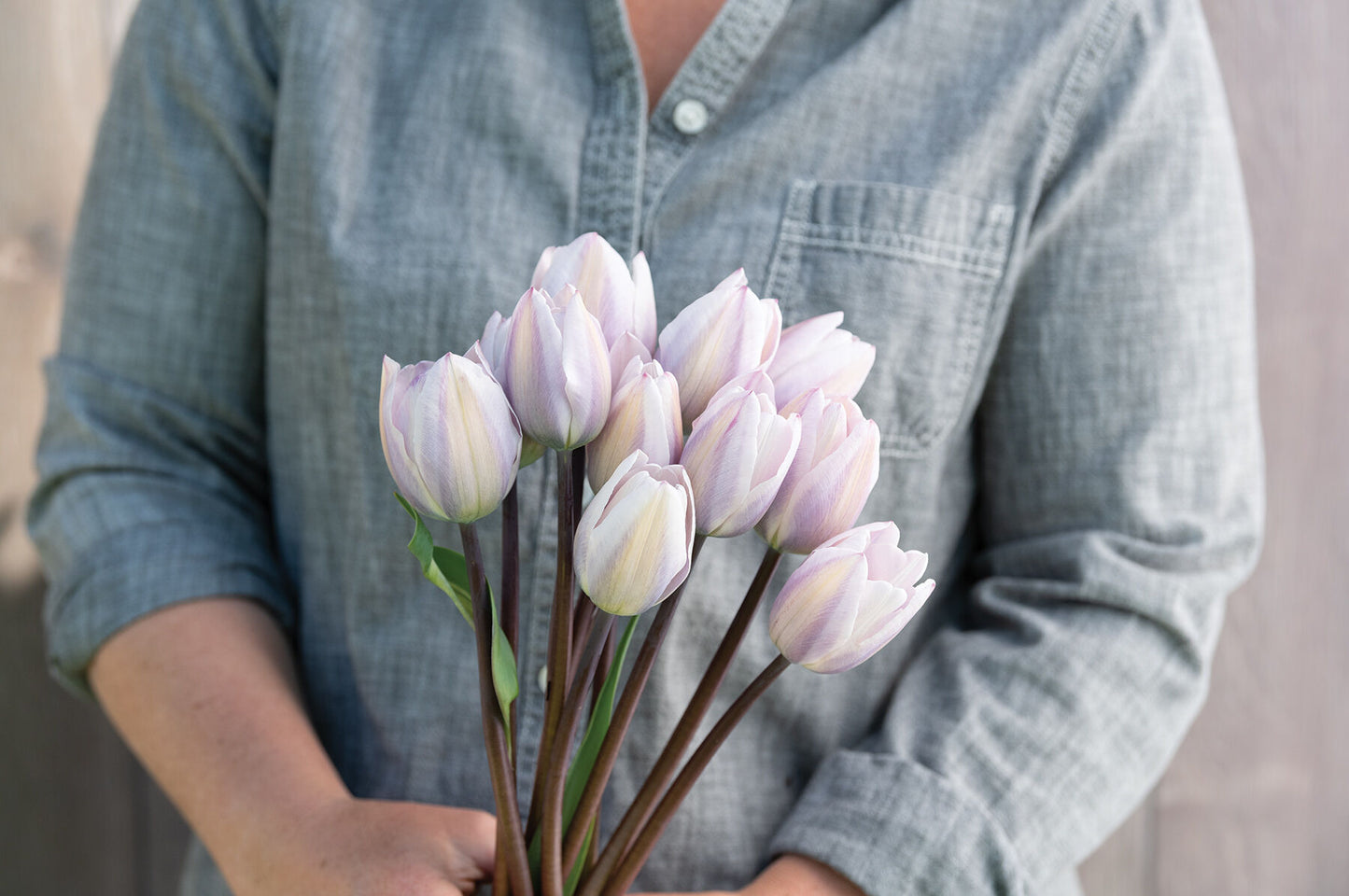 Silver Cloud – Tulip