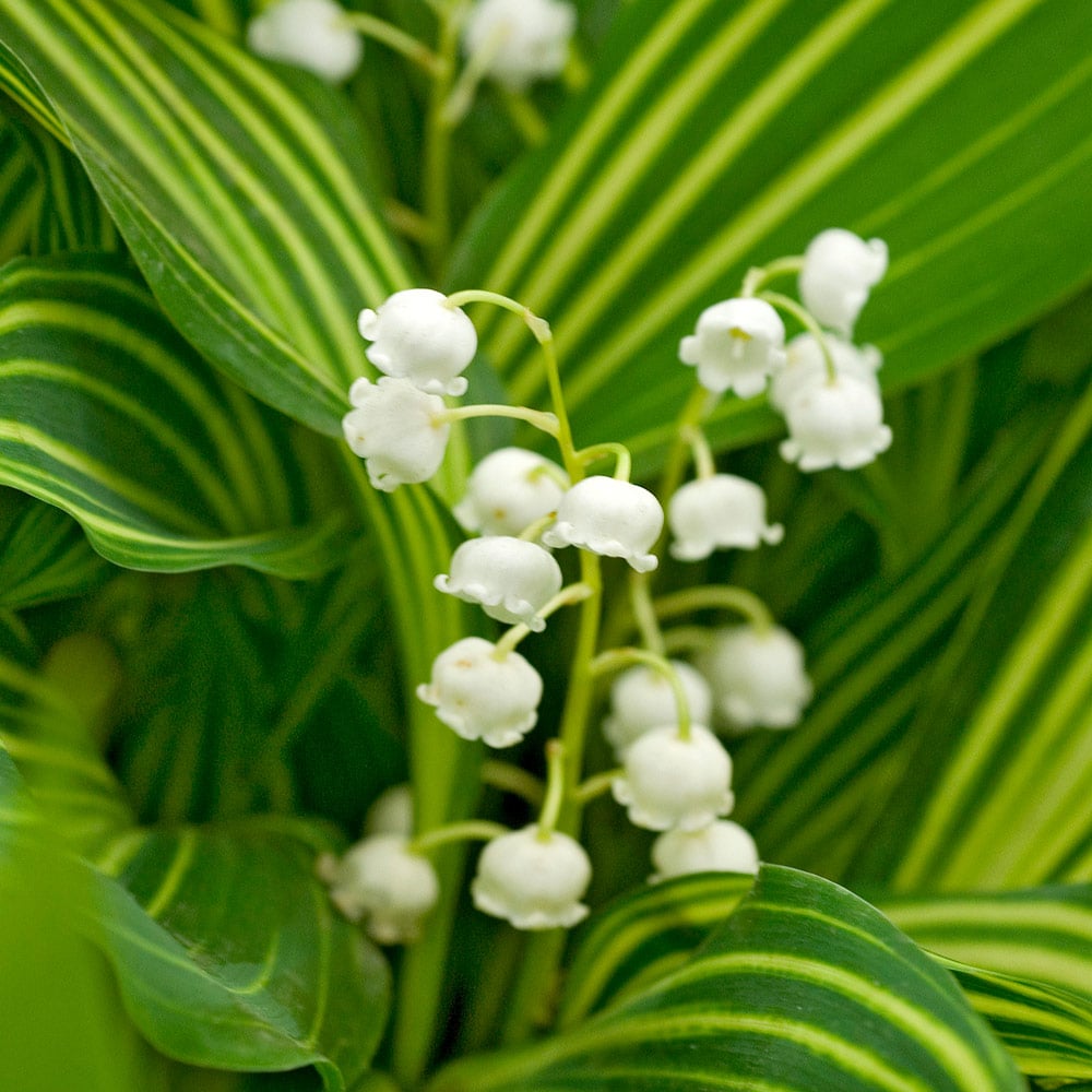 Variegated Lily-of-the-Valley