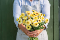 Ivory Princess – Calendula Seed