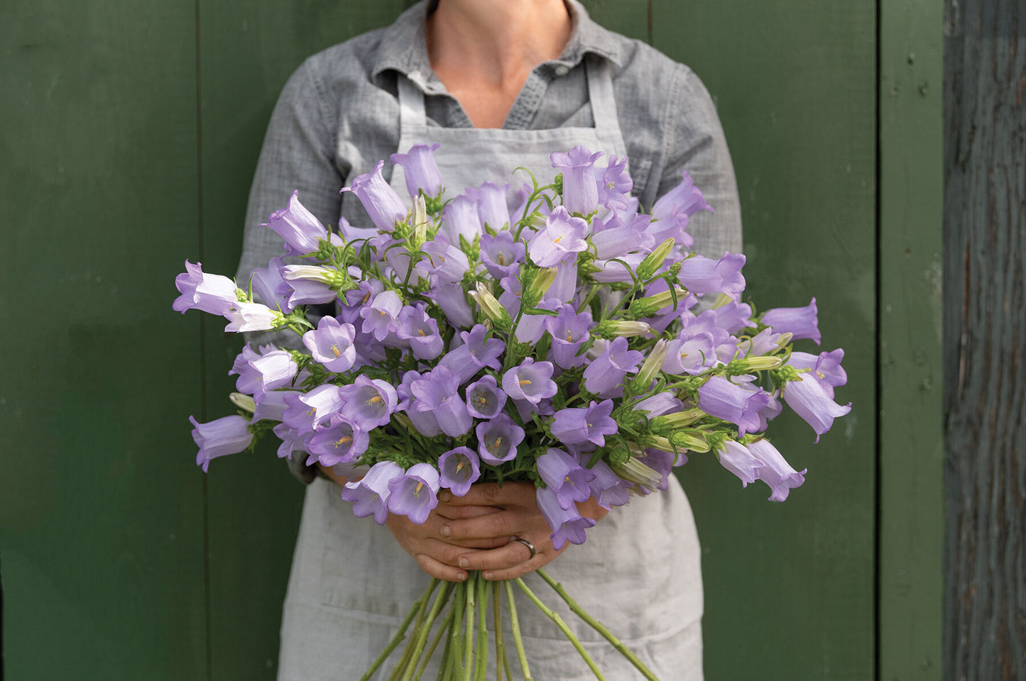 Champion Lavender – Campanula Seed