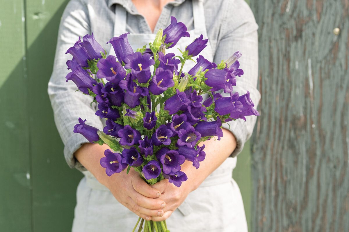 Champion Blue – Campanula Seed