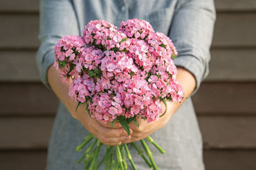 Sweet Pink – Pelleted Dianthus Seed