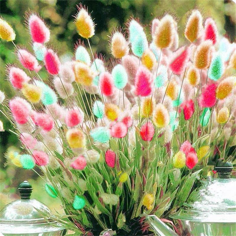 Rabbit Tail Grass Seeds Mixed Color Bunny Tail Grass Decor Seeds