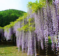 Wisteria Wisteria Vine Saplings Seeds Vegetable Garden Plants F