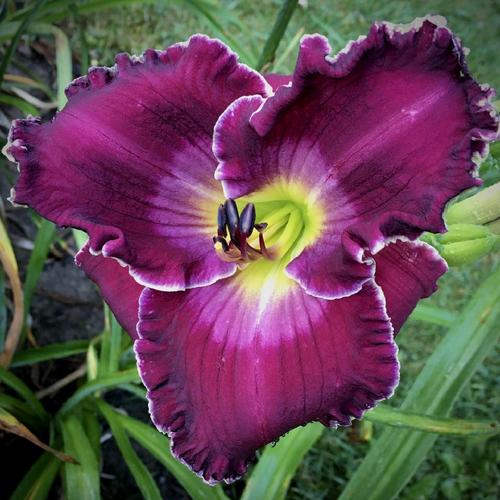 Voyager Reblooming Daylily