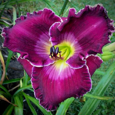 Voyager Reblooming Daylily