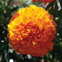 Coco Deep Orange – Marigold Seed