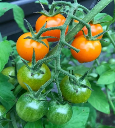 Toronjina – Tomato Seed