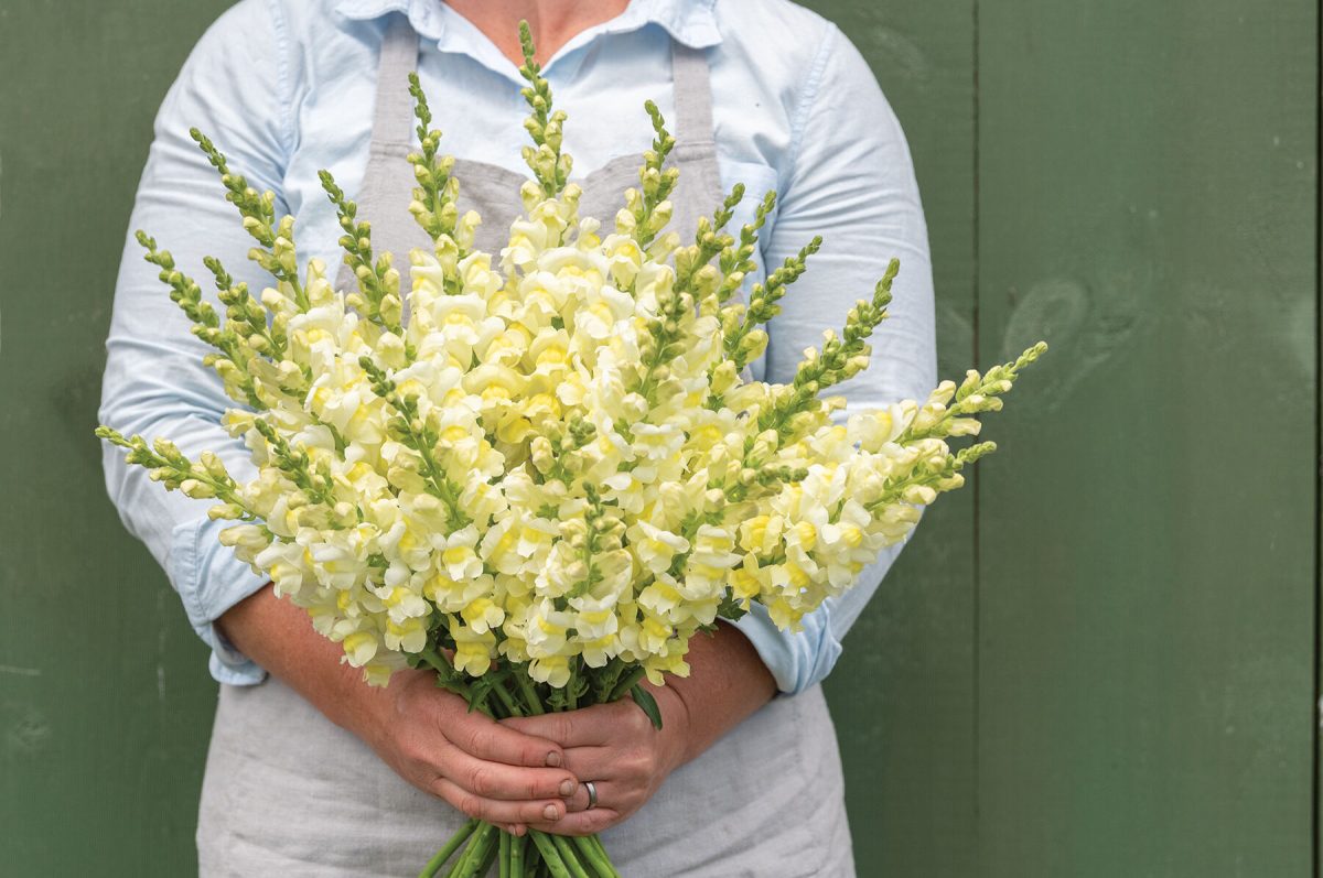 Orleans Early Lemon Yellow – Snapdragon Seed