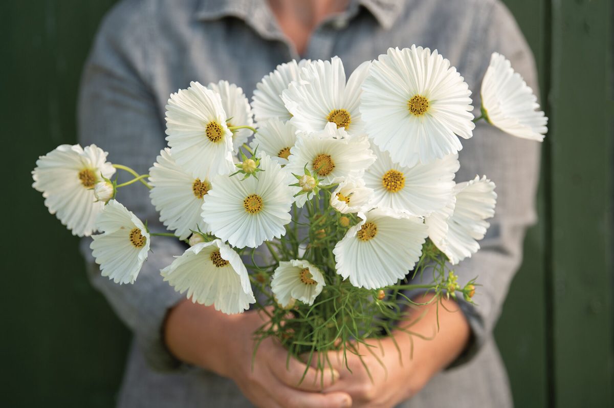 Cupcakes White – Cosmos Seed