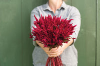 Celway Red – Celosia Seed