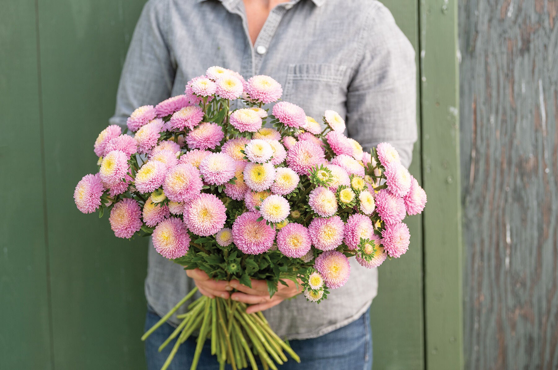 Bonita Shell Pink – Film-Coated China Aster Seed