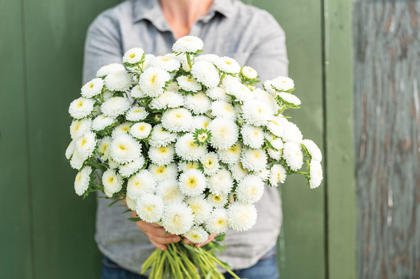 Bonita White – Film-Coated China Aster Seed