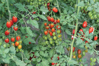 Amai – Tomato Seed