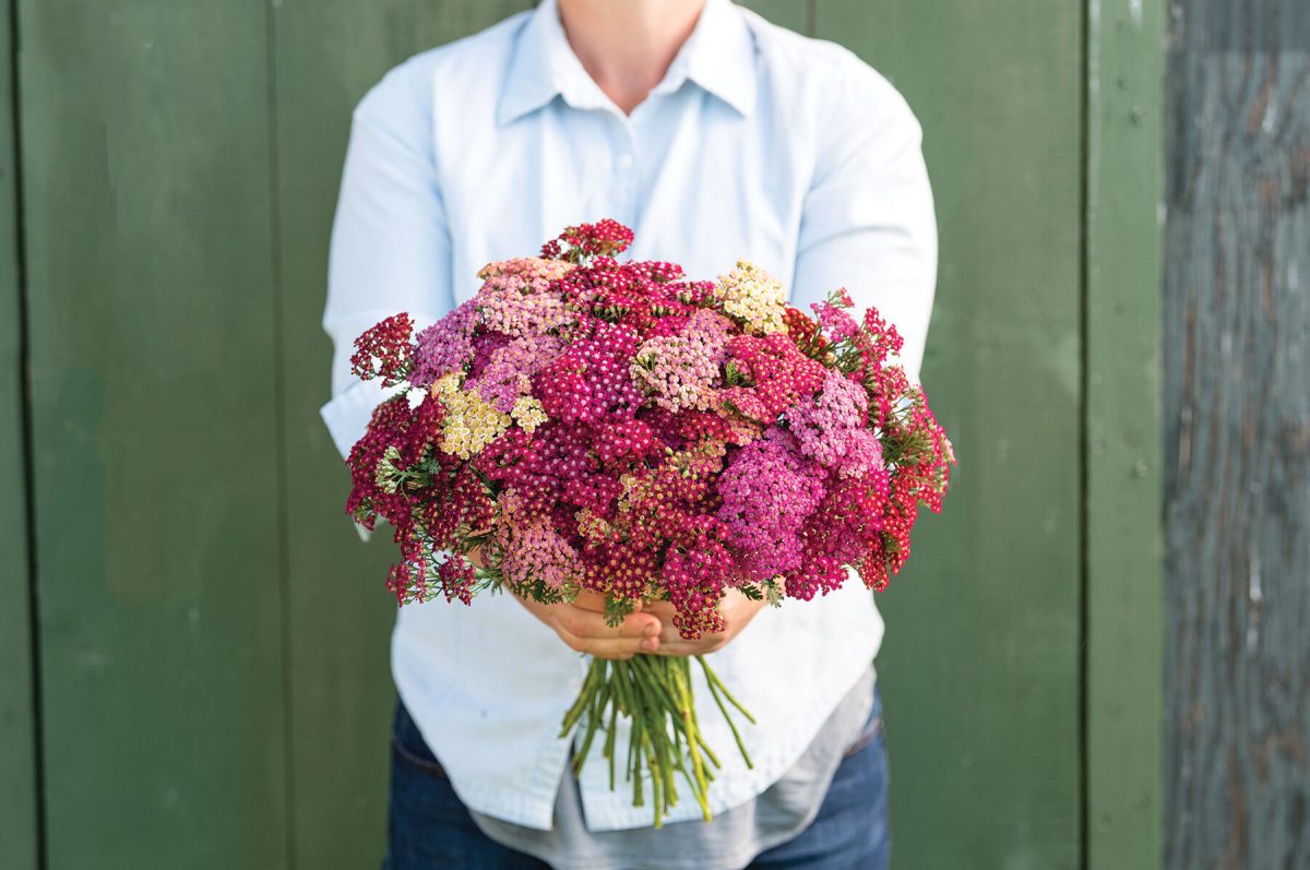 Red Shades – Yarrow Seed