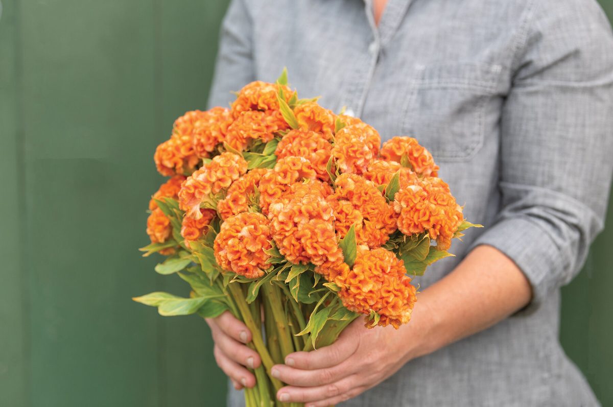 Orange Queen Improved – Celosia Seed