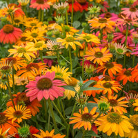 Cheyenne Spirit Coneflower Mixture