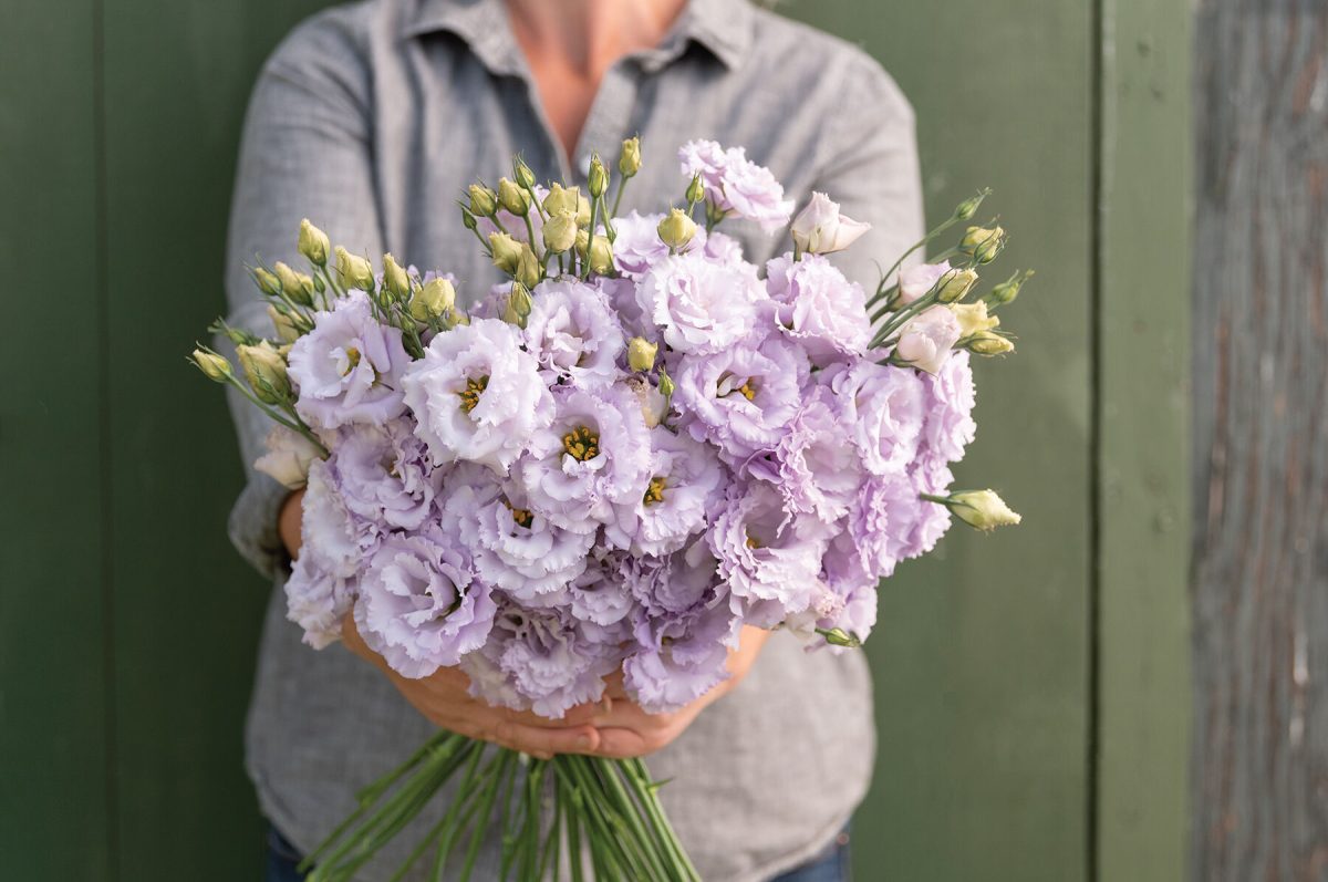 Voyage 2 Lavender – Lisianthus