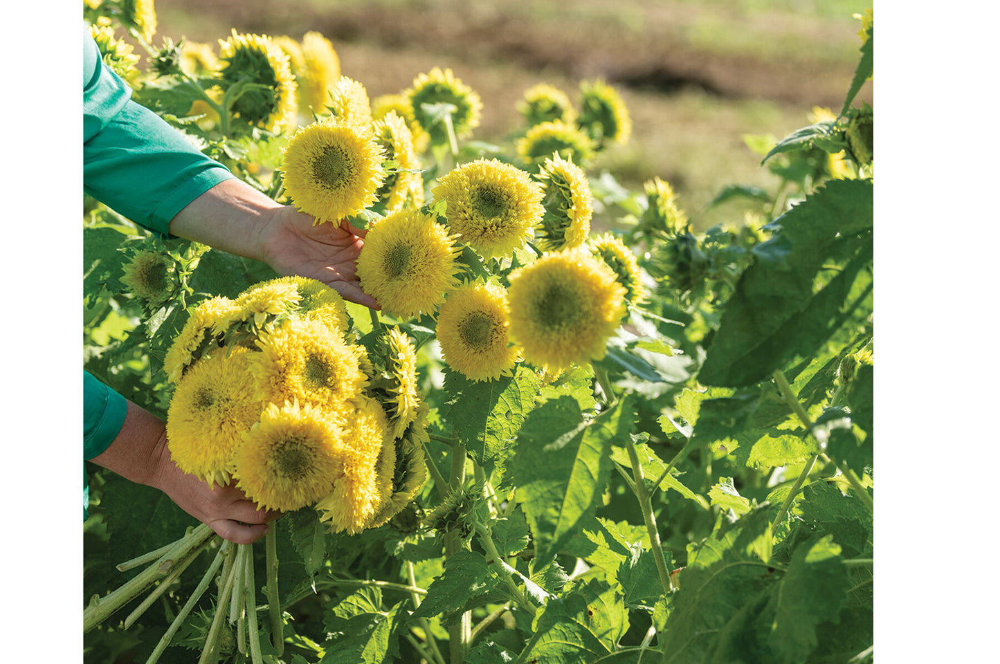 Gummy Bear – Sunflower Seed