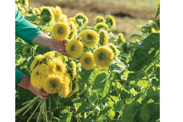 Gummy Bear – Sunflower Seed