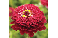 Giant Dahlia Flowered Deep Red – Zinnia Seed