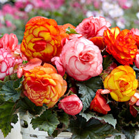 Begonia Superba Mixture Super Sak