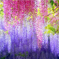 Wisteria Wisteria Vine Saplings Seeds Vegetable Garden Plants F