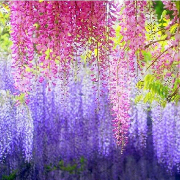 Wisteria Wisteria Vine Saplings Seeds Vegetable Garden Plants F