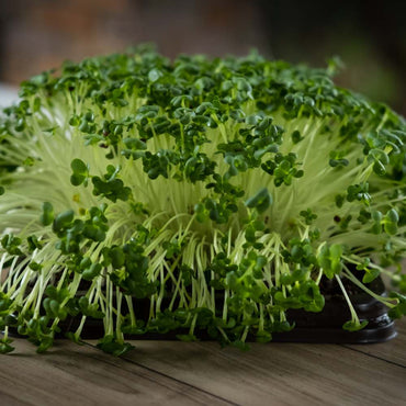 Cauliflower - Microgreen Seeds