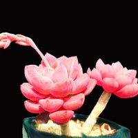 Pink Succlents Seeds DIY Plant Bonsai Potted Flowers Seeds