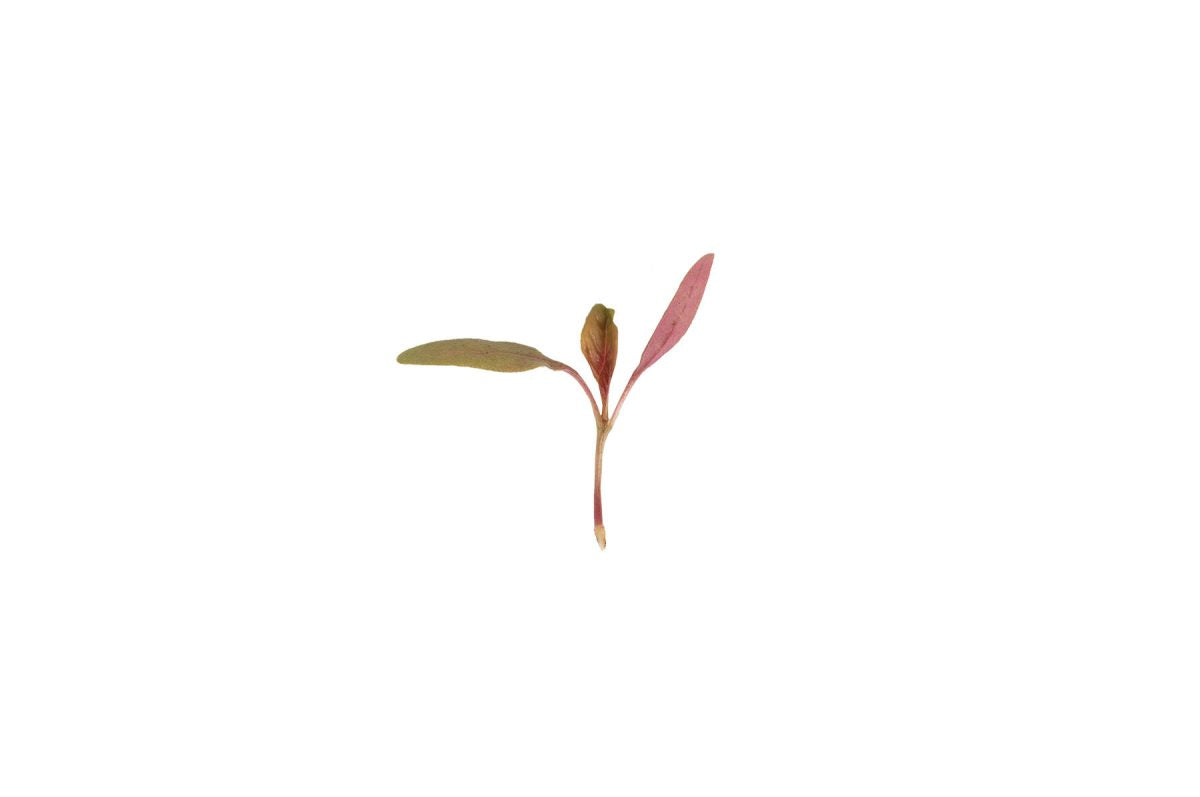 Amaranth, Bicolor – Microgreen Seed