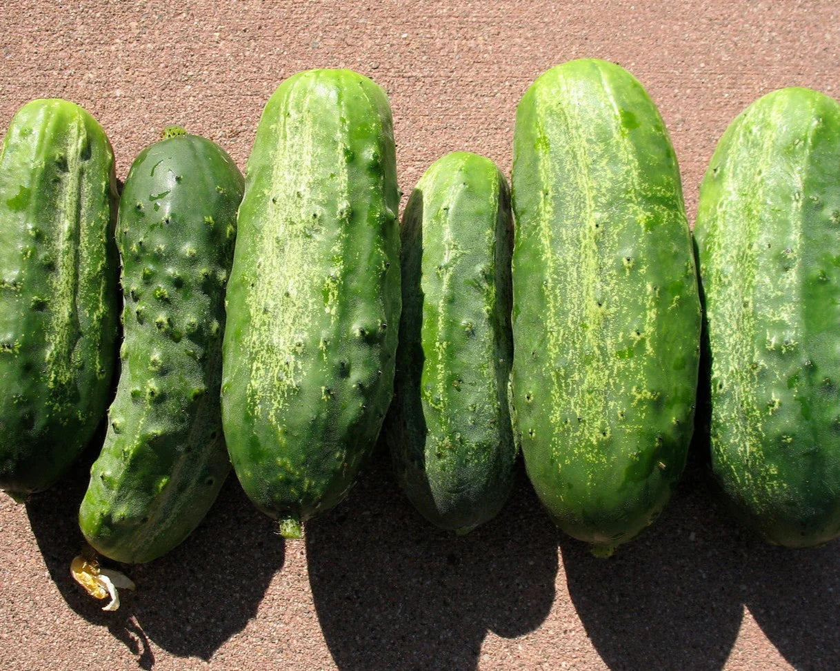 Cucumber- National Pickling