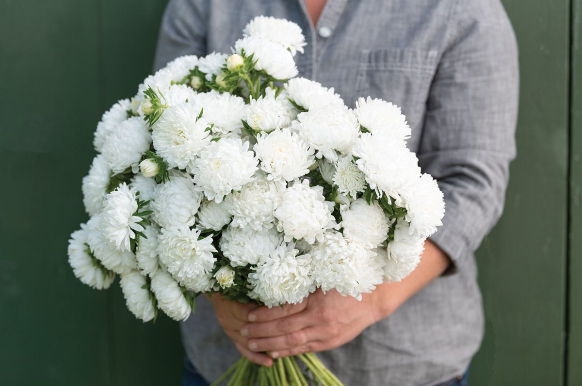 Tower White – China Aster Seed