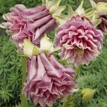 Wholesale Authentic Petticoat Columbine Aquilegia Flower Seeds