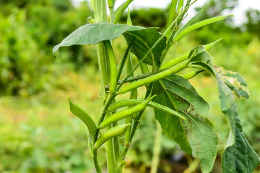 Guar Phali Hybrid, Cluster Beans Vegetable Seeds