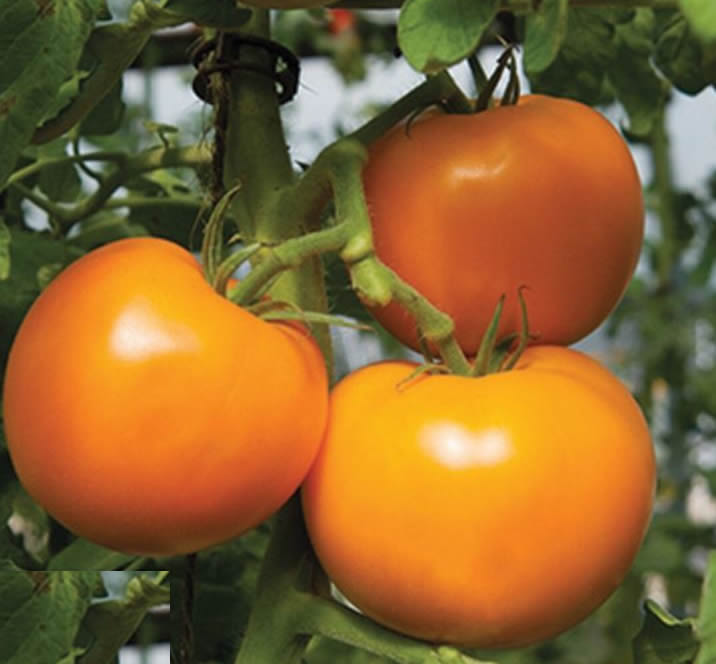 Beorange/Shin Cheong Gang Grafted – Organic Tomato Seed