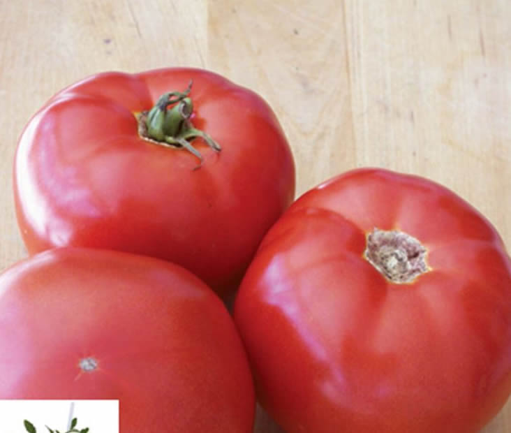 BHN-589/Shin Cheong Gang Grafted – Organic Tomato Seeds