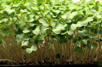 Cauliflower - Microgreen Seeds