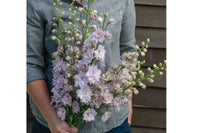 Magic Fountains Lilac Pink White Bee – Delphinium Seed