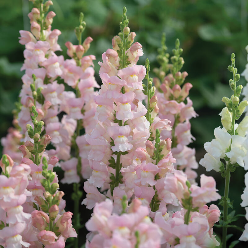 Avignon Pink II – Snapdragon Seed